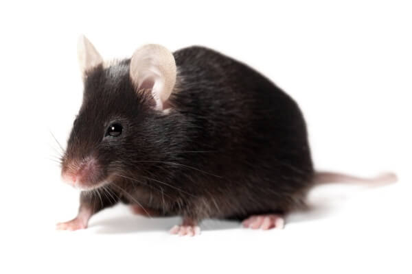 Фото черных мышей